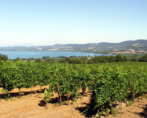 immagine della campagna